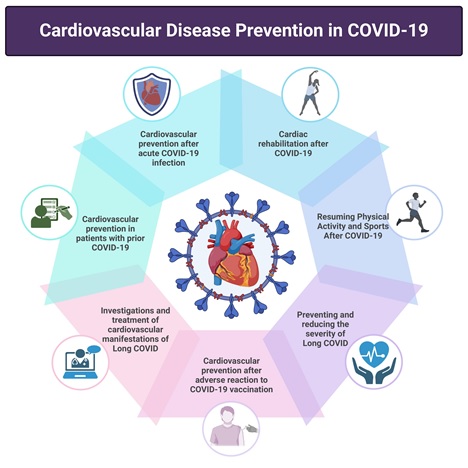 Cardiovascular covid19.jpg